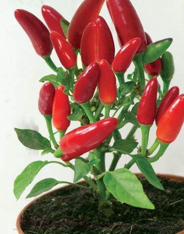 Продам: Комнатный горький перец - Купить: Комнатный горький перец ...
