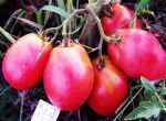 семена низкорослых томатов