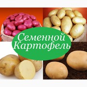 Продам картофель посевной (посадочный)
