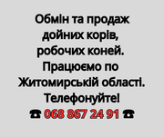 Обмін та продаж дойних корів,  робочих коней 